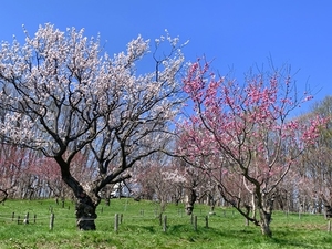 梅も桜も咲いて、お祝いです♡　新月お勧めタイトル発表されました